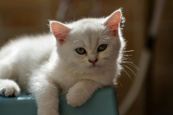 Les maladies de chats les plus courantes traitées par les vétérinaires
