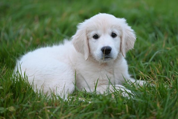 Des faits surprenants sur les tortues marines