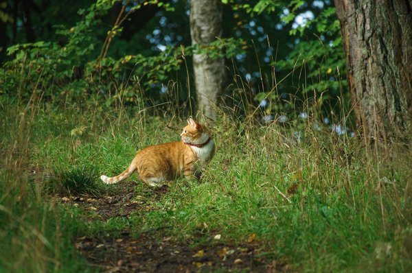 Colliers GPS chat : sécurité et autonomie pour votre félin